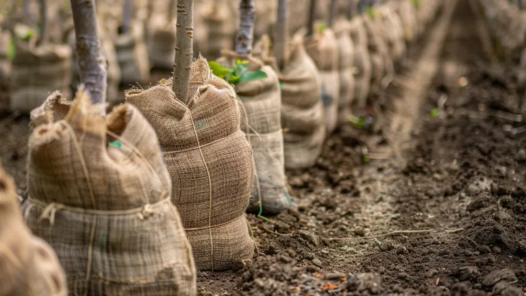 Rows of young trees with their root balls wrapped in burlap bags, neatly lined up in a nursery or orchard. The soil around the trees is well-tilled and the background shows more rows of similarly wrapped trees.
