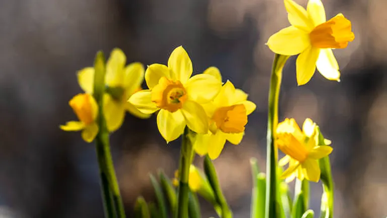 Group of bright yellow daffodils in bloom, highlighted by sunlight with a blurred background.