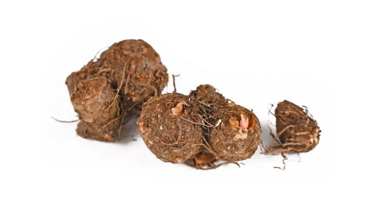 Caladium bulbs with visible roots and sprouts, isolated on a white background.

