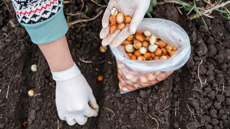A gardener wearing gloves planting bulbs from a plastic bag into the soil, demonstrating the process of bulb planting in a garden.