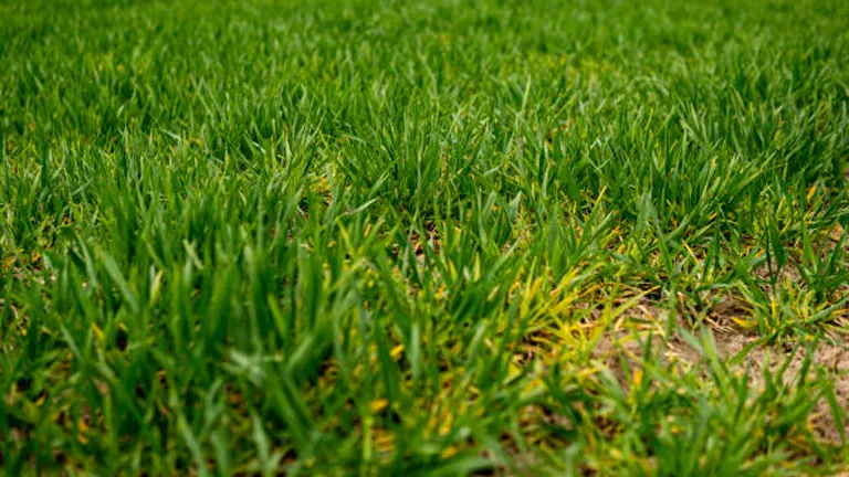 Close-up view of a lush green lawn showing vibrant blades of grass with occasional yellowing, indicative of early signs of nutrient deficiency, set against a backdrop of bare soil.