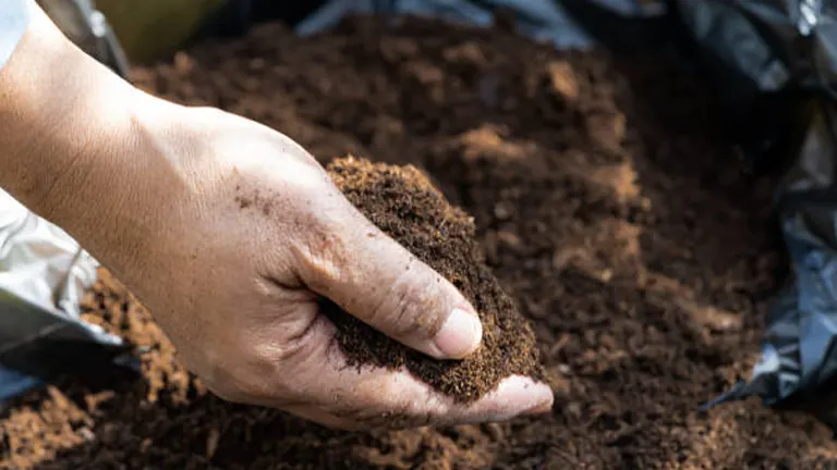 Close-up of a hand scooping up a handful of fine, dark compost from a larger pile, illustrating the process of examining soil quality.