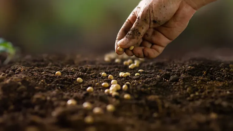 Close-up of a hand planting round seeds in soil, focusing on the sowing process.
