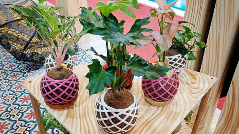 Three kokedama moss balls displayed on a wooden stand with colorful string nets, set against a decorative backdrop.