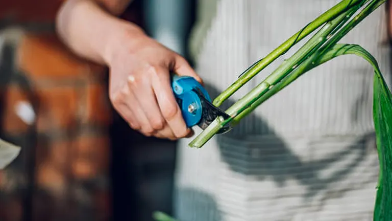 Close-up of hands using blue pruning shears to cut a green plant stem.