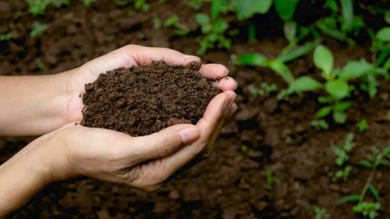 Close-up of two hands holding a handful of rich, dark soil, with young green plants in the blurred background, illustrating fertile soil in a garden setting.