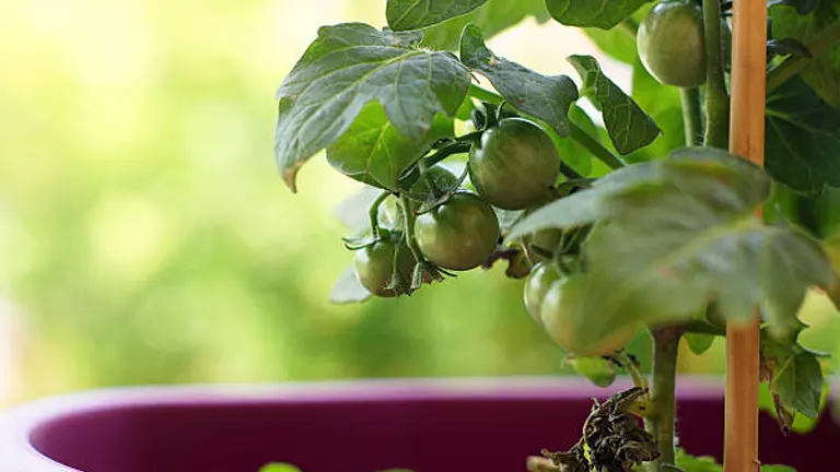 How to Grow Vegetables in Pots at Home Efficiently: A Step-by-Step Guide