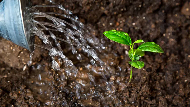 Water cascading from a watering can onto a small green plant in dark soil, emphasizing vigorous watering.