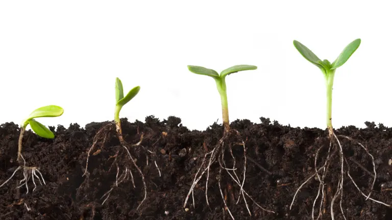 Three young seedlings in soil, showing their green shoots above the ground and complex root systems below.