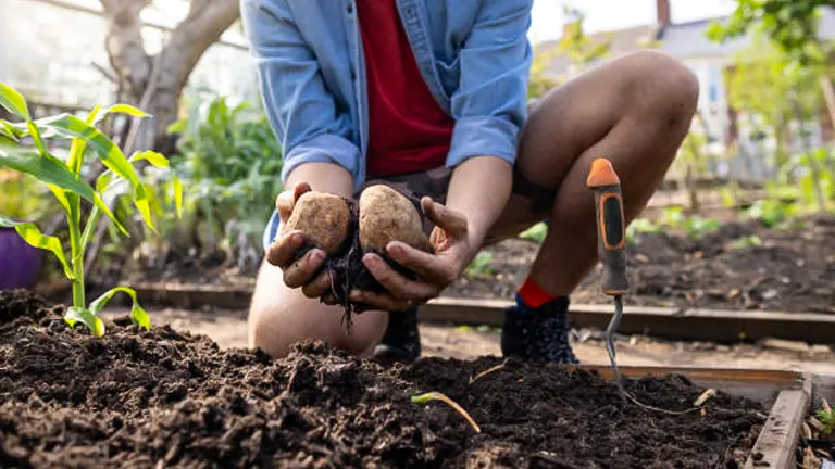 Close-up of a gardener's hands holding freshly harvested potatoes with roots and soil, crouching in a garden bed with young plants and a garden trowel nearby.