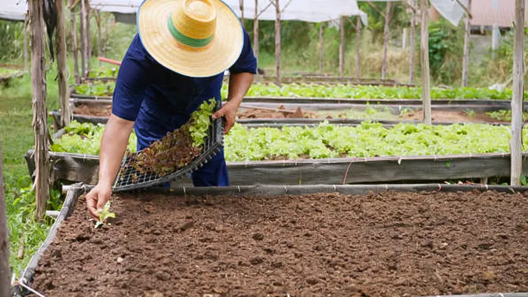 Gardener wearing a straw hat planting seedlings in a prepared garden bed