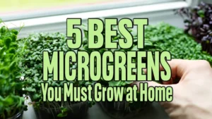 5 Best Microgreens You Must Grow at Home