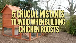 5 Crucial Mistakes to Avoid When Building Chicken Roosts