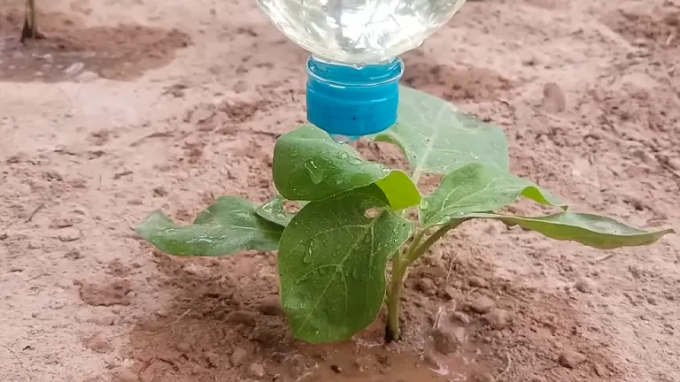 Upside down water bottle being used as a drip feeder, supplying water directly to a young plant in dry soil.
