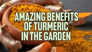 6 Amazing Benefits of Turmeric in the Garden