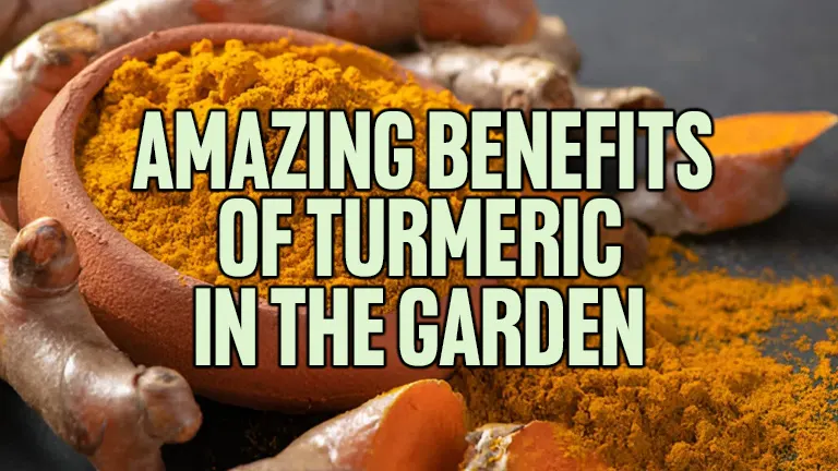 6 Amazing Benefits of Turmeric in the Garden