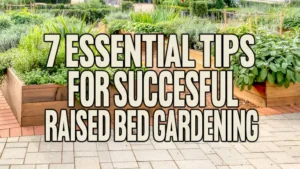 7 Essential Tips for Successful Raised Bed Gardening