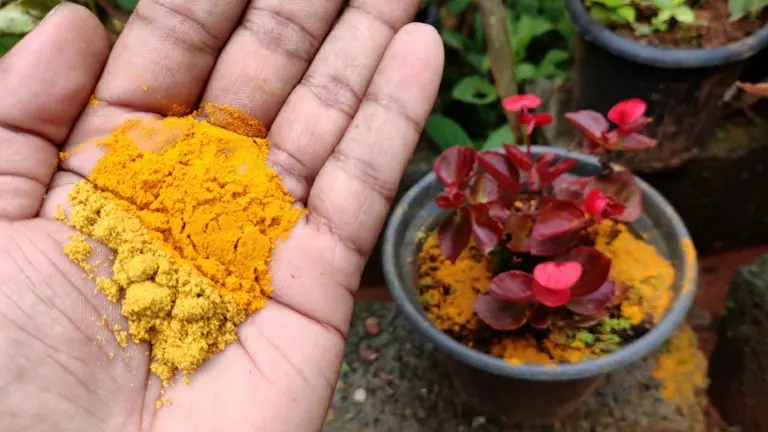 Hand holding turmeric powder with a potted plant in the background.