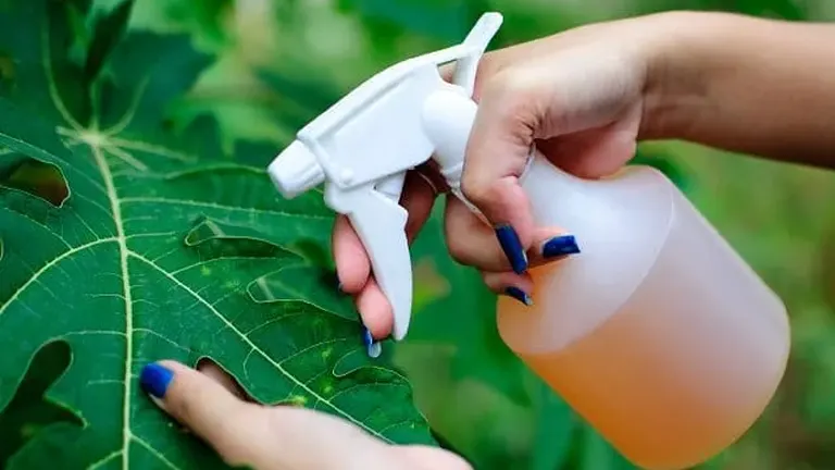 Close-up of a hand spraying a liquid from a spray bottle onto a green leaf.