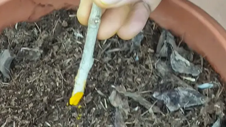 Turmeric powder being applied to the cut end of a plant stem.