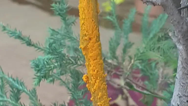 Close-up of turmeric powder applied on a tree branch.