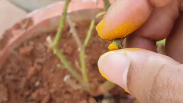 Applying turmeric powder to a plant stem.