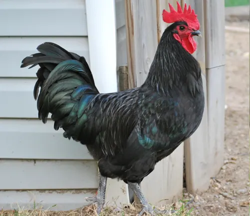 Australorp Rooster