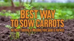Best Way to Sow Carrots: No More Thinning or Weeding from Seed to Harvest