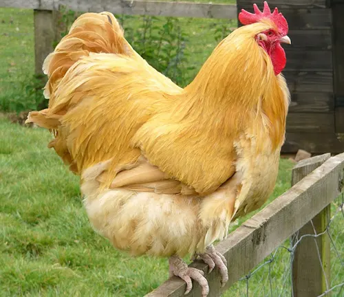 Buff Orpington Rooster