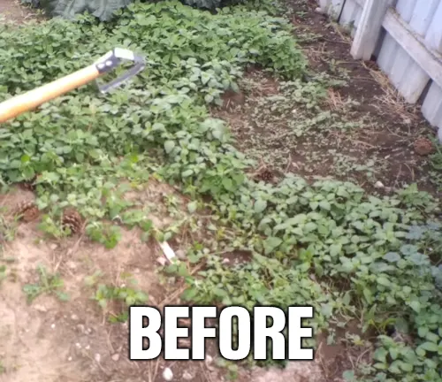 Garden area before using the Craftsman 54-in Wood-Handle Action Hoe, showing dense weed growth.
