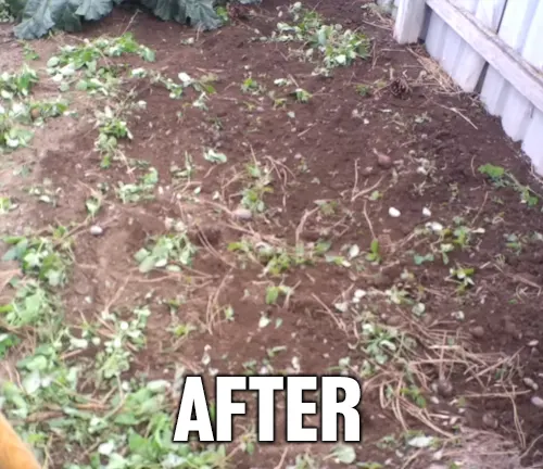 Garden area after using the Craftsman 54-in Wood-Handle Action Hoe, showing cleared soil and minimal weed remnants.
