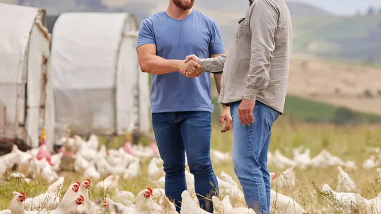  Two men shaking hands in front of a large flock of white chickens, with farm buildings in the background.