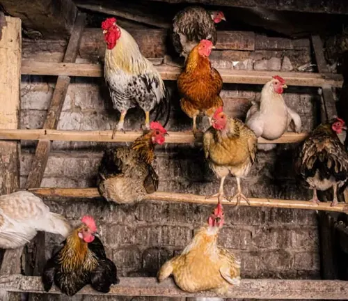 Multiple chickens of various breeds perched on wooden beams inside a rustic coop.