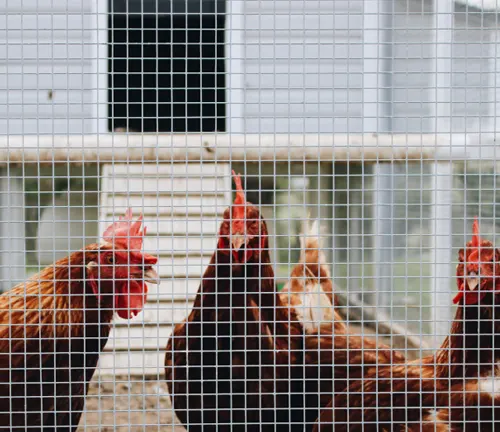 Several red chickens visible behind the mesh of a chicken coop door.

