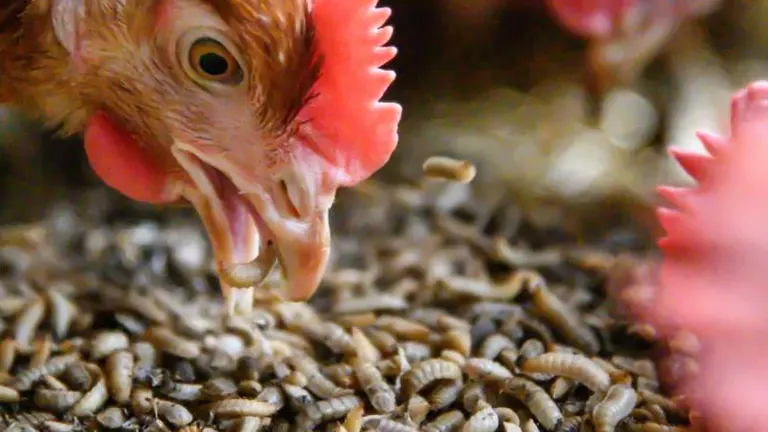 Close-up of a chicken pecking at a mix of grains and worms on the ground.