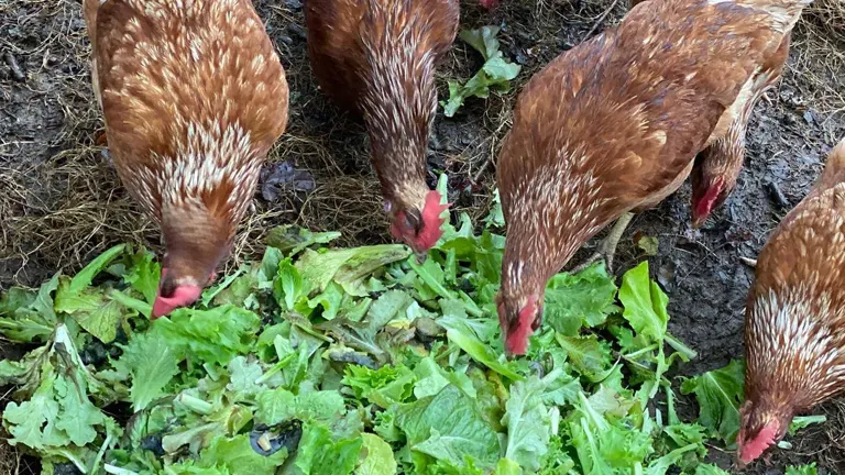 Several chickens pecking at scattered green leafy vegetation on the ground.