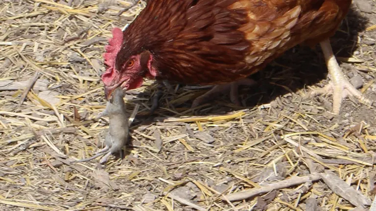 A chicken pecking at a mouse on a straw-covered ground.
