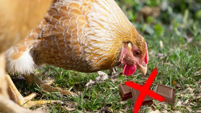 A chicken near a piece of chocolate with a red cross indicating no chocolate for chickens.