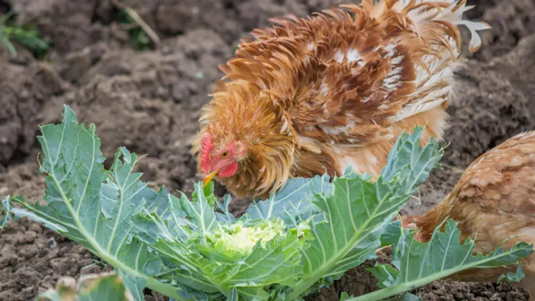A chicken pecking at a cabbage in a dirt patch.