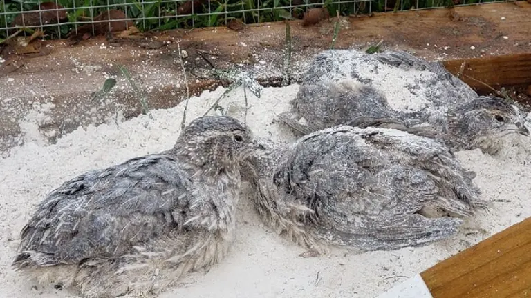 Three birds camouflaged against sandy soil, blending in with their surroundings to evade detection.