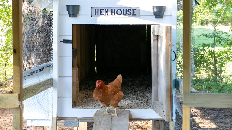A single brown chicken stands at the entrance of a white labeled 'Hen House'.
