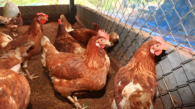 Several brown chickens gathered inside a mesh enclosure with visible dirt and feathers.