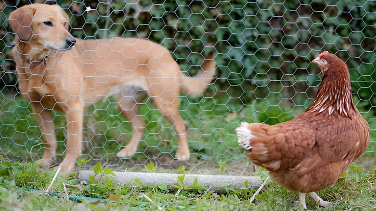 A dog observing a chicken through a wire fence.