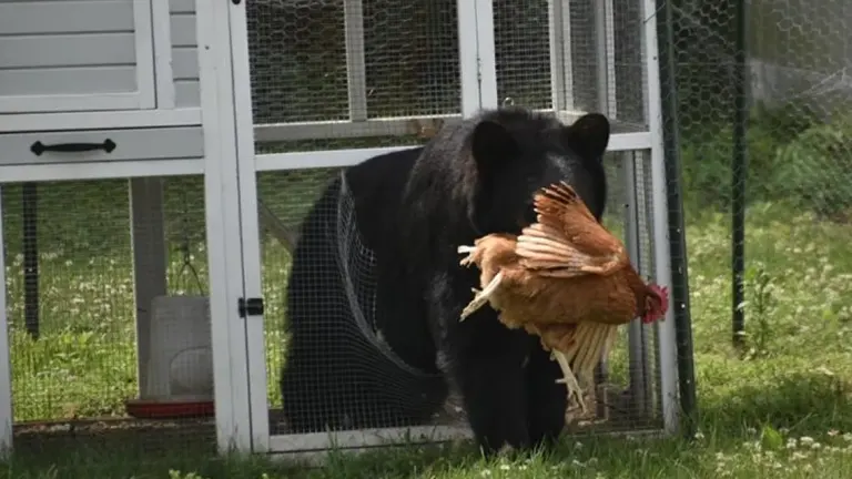 A black bear carrying away a chicken in its mouth outside a coop.