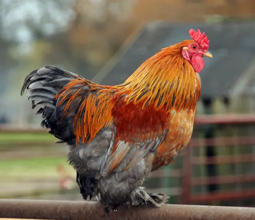 Cochin Rooster