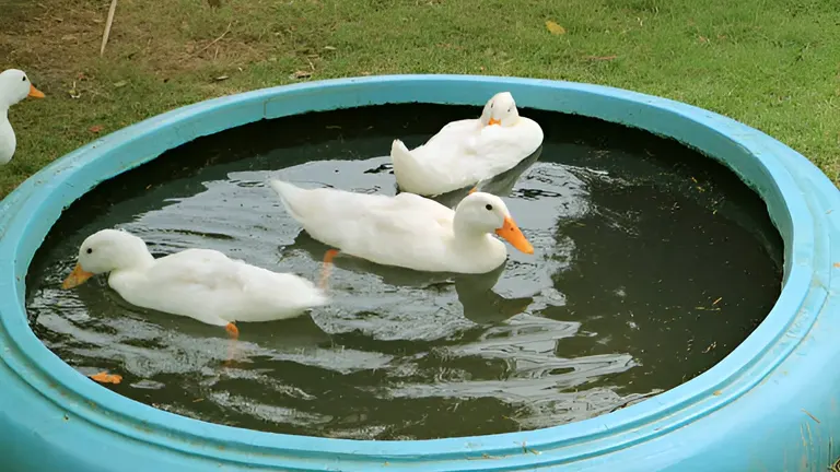 White ducks swimming in a blue kiddie pool.