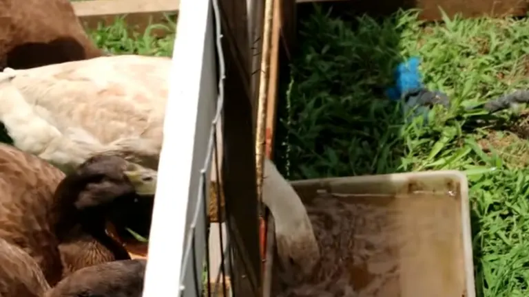 Duck reaching into a rectangular water container.
