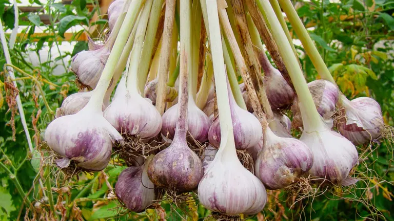 Gourmet Garlic
