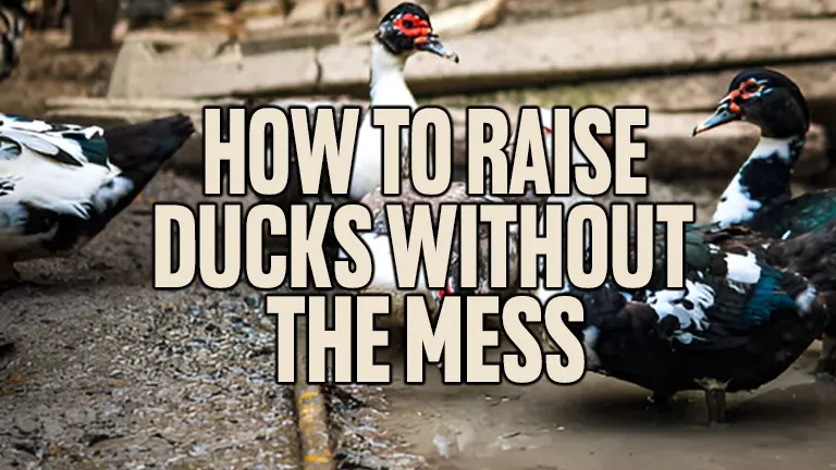 How To Raise Ducks Without The Mess