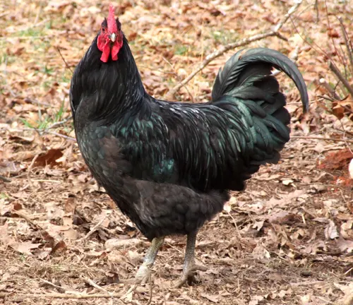 Java Rooster